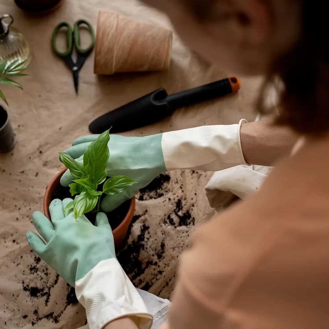 Gloved hands settling a young plant into a pot of fresh compost
